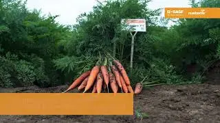 Морковь Брилианс F1