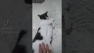 Кошка Лира 🥰 