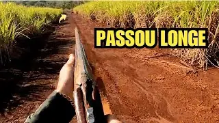 BOAR IN BRAZIL – ONE GAVE WORK AND THE OTHER WAS CORNERED