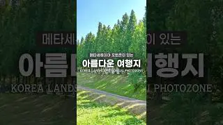 사진 찍기 좋은 메타세쿼이아길 추천!