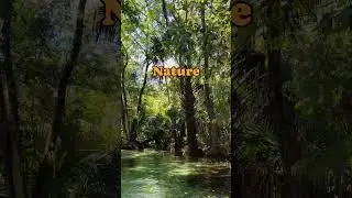 CALLING ALL ADVENTURERS! ✨ Clear kayak adventures on the beautiful Rainbow River in Dunnellon, FL