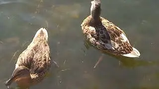 Утки и лысухи