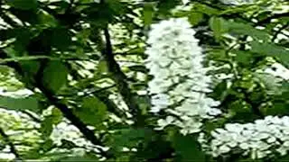 band odessa arnold richter- belaya cheryomuha vesny-