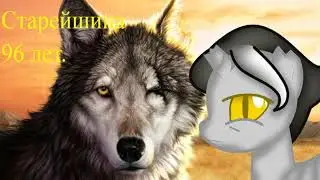 ~Волчья стая моего конона~