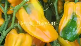 Обзор сладкого перца на 2024 год