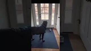 Cane Corso puppy morning routine 🤣