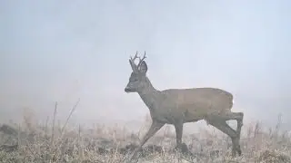 #15 Зимняя Ходовая Охота. Тропление Зверя с Курцхааром. Охота в Тумане на Косулю с Подхода Зимой