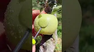 #fruits #garden #nature