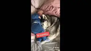 Their bond will never end ❤️❤️ | Huskies and Babies | Cute Husky Video |