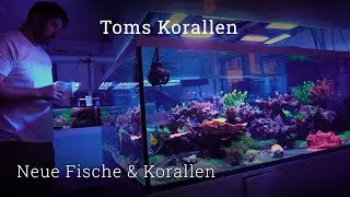 The 2,000-liter saltwater aquarium after the crash | New fish and corals
