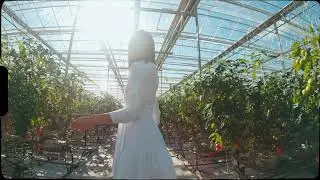 Diane v4 1