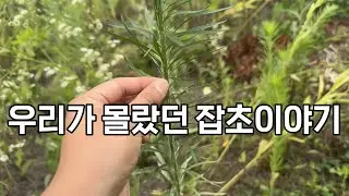 심지도 않은 잡초가 매년 나오는 이유