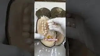 💎Así se sacan las perlas de las ostras💎