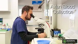 Avian Blood Collection