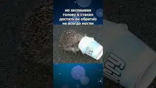 Почему из-за ежей McDonald's изменила форму стаканчиков McFlurry? 