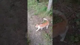 Перся в лесу
