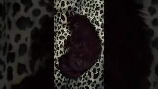 Спокойной ночи) #shorts #шорт #cat #коты