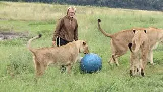Me and the Lions. It's great to have a cameraman!
