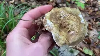 Der beste Wald erkundungstour  Steinpilze und Co
