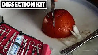 Complete Dissection kit for Biology labes - great quality