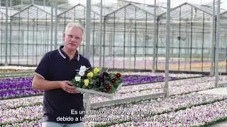 Delta Pro at Grower Bouten | Spanish