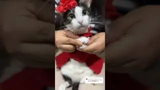 Haru que linda eres😻 #viral #gatos #michi #shortvideos #cat #michis #shorts #parati #cats #pets