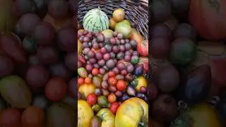 End of summer #harvest #garden #gardenharvest #growyourownfood #gardeningharvest #homegardening