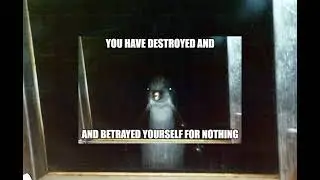 dolphin meme