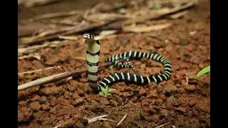 [ENGSUB] Release babies king cobra back to Dong Nai Reserve