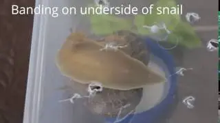 Snail Motion