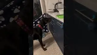 Доберман Зидан - помощник по хозяйству. Учёный пёс: дрессировка собак 🐕 