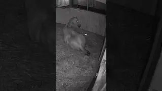 Nightmares… I feel so sad for her #shorts #horse #foal