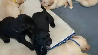 Goldador puppies start of the day!
