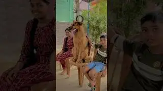SPJ FAMILY ❤️🔥#reels #viralreels #trending #love #entertainment #doglover #jacky #lovesong #tamil