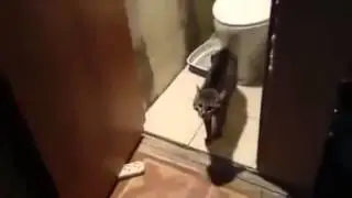 Кот не пускает в туалет.