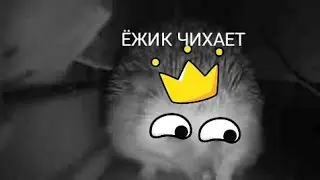 Ёжик чихает звуком взрыва