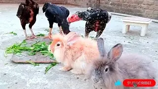 my shamo aseel and rabbits || pets
