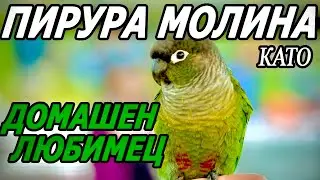 Пирура Молина /Pyrrhura Molinae/ за домашен любимец