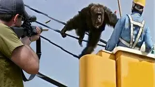 صيد القرود التي تهاجم المدينة بالبنادق 😱🔥👍👌 الجزء ا1