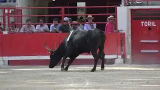BEAUCAIRE (29/07/2024) - Le résumé de la course - Finale Palme d'or