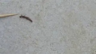 Webspinner