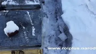 Зимовка на воле_2020_ 14_ марта