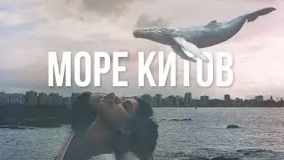 Синий Кит