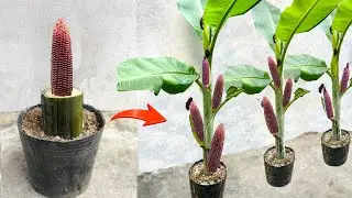 Unique skills - Grafting Banana With Corn Using Aloe Vera Produce A Lot of Fruit
