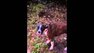 Retarded dog