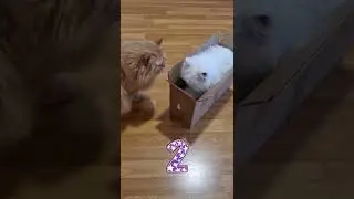 Katzen kämpfen lustig 😂
