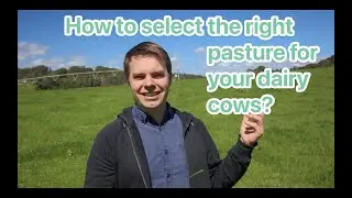 How to select the right pasture for your dairy cows