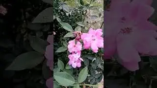 ফুলের কলি মধু খায়