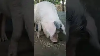 largest pig#shorts#shortsvideo#ytshorts #viralshorts