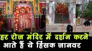 हर रोज मंदिर में दर्शन करने आते हैं ये हिंसक जानवर, परिक्रमा कर चले जाते हैं जंगल में वापस
